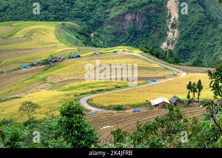 Admire the beautiful terraced fields in Y Ty commune, Bat Xat district, Lao Cai province northwest Vietnam on the day of ripe rice harvest. Rural land Stock Photo