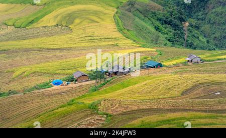 Admire the beautiful terraced fields in Y Ty commune, Bat Xat district, Lao Cai province northwest Vietnam on the day of ripe rice harvest. Rural land Stock Photo