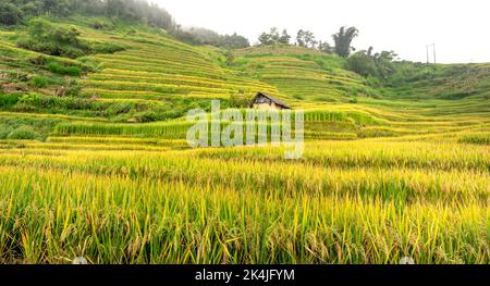 Admire the beautiful terraced fields in Y Ty commune, Bat Xat district, Lao Cai province northwest Vietnam on the day of ripe rice harvest. Rural land Stock Photo