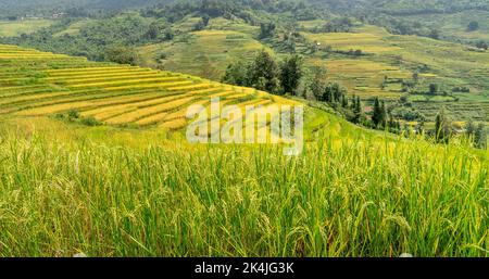 Admire the beautiful terraced fields in Y Ty commune, Bat Xat district, Lao Cai province northwest Vietnam on the day of ripe rice harvest. Rural land Stock Photo