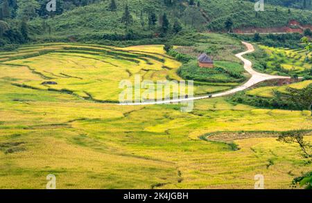 Admire the beautiful terraced fields in Y Ty commune, Bat Xat district, Lao Cai province northwest Vietnam on the day of ripe rice harvest. Rural land Stock Photo