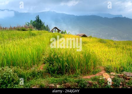 Admire the beautiful terraced fields in Y Ty commune, Bat Xat district, Lao Cai province northwest Vietnam on the day of ripe rice harvest. Rural land Stock Photo