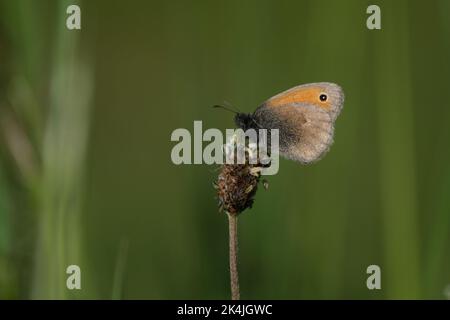 Close up of a small heath butterfly resting on a plant, tiny orange and brown butterfly in the wild, under wings showing Stock Photo