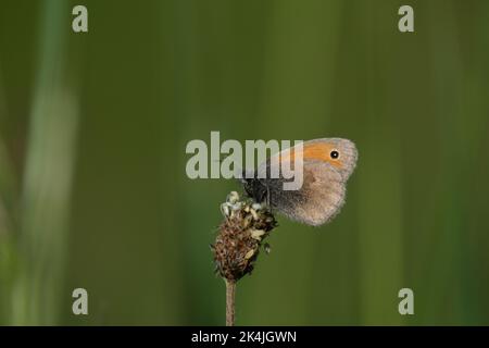 Macro close up of a small heath butterfly in nature resting on a plant natural background Stock Photo