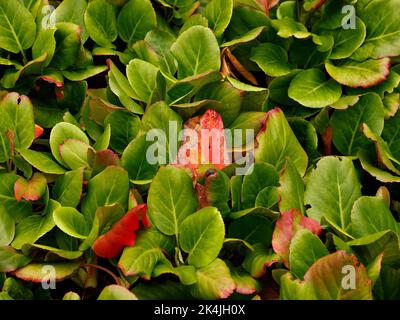 Close up of the foliage of the evergreen low growing perennial garden plant Bergenia crassifolia var pacifica seen in the UK. Stock Photo