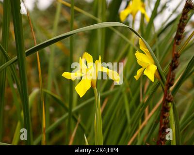 Close up of the South-African plant species yellow flowering Moraea reticulata Goldblatt, a bulbous perennial flowering in autumn. Stock Photo