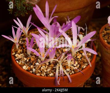 Close up of the autumn and winter flowering bulbous garden plant Merendera seen with large pink flowers and yellow stamen growing in a pot. Stock Photo