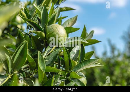 Unripe oranges on an orange tree branch on a sunny day Stock Photo