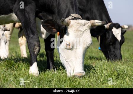 Cow grazing, eating blades of grass, dairy milk black and white, in a green pasture Stock Photo