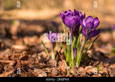 Purple blossoms of blooming spring crocus, growing on a forest floor covered with foliage, Germany Stock Photo