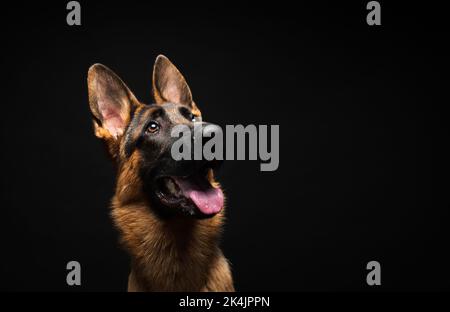 Portrait of a German shepherd in front of an isolated black background. Close-up of a German shepherd in profile view isolated black background. Stock Photo
