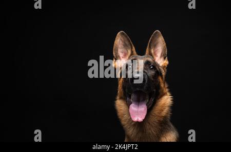 Portrait of a German shepherd in front of an isolated black background. Close-up of a German shepherd in profile view isolated black background. Stock Photo