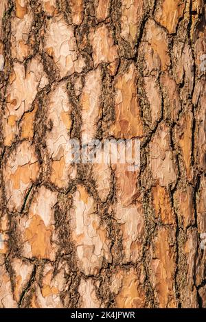 Close-up of the brown bark of an old pine tree, suitable as a natural background texture Stock Photo