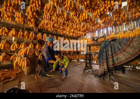 Yen Bai, Vietnam - September 22 2022: mother and son, minority people smiling with labor achievements expressed happy, satisfied after date of harvest Stock Photo