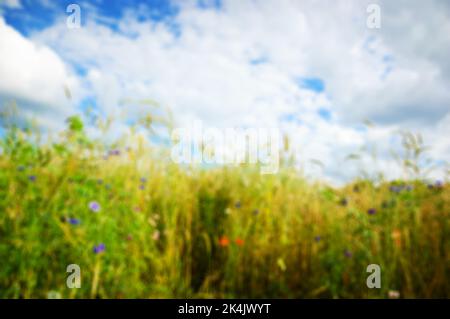 Meadow with wild flowers and golden spikes under blue sky with clouds. Selective focus on the foreground. Blurry defocused background. Stock Photo