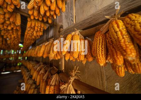 Dried corn hang on ceiling wooden pavilion after date of harvest corn on a fall morning in Mu Cang Chai town, Yen Bai, Vietnam. Travel concept. Select Stock Photo