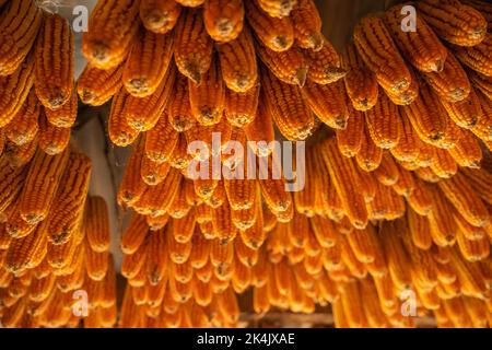 Dried corn hang on ceiling wooden pavilion after date of harvest corn on a fall morning in Mu Cang Chai town, Yen Bai, Vietnam. Travel concept. Select Stock Photo