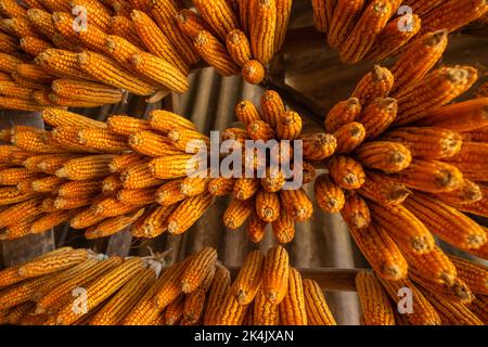 Dried corn hang on ceiling wooden pavilion after date of harvest corn on a fall morning in Mu Cang Chai town, Yen Bai, Vietnam. Travel concept. Select Stock Photo