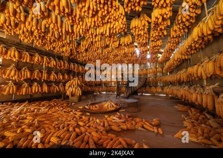 Dried corn hang on ceiling wooden pavilion after date of harvest corn on a fall morning in Mu Cang Chai town, Yen Bai, Vietnam. Travel concept. Select Stock Photo