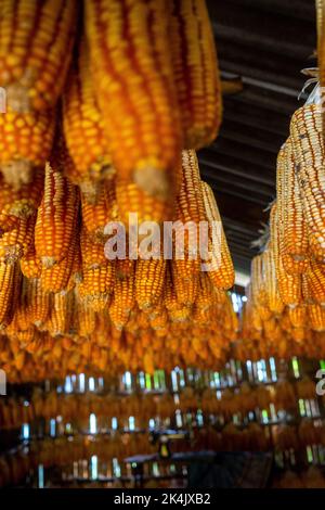 Dried corn hang on ceiling wooden pavilion after date of harvest corn on a fall morning in Mu Cang Chai town, Yen Bai, Vietnam. Travel concept. Select Stock Photo