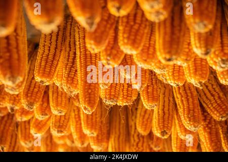 Dried corn hang on ceiling wooden pavilion after date of harvest corn on a fall morning in Mu Cang Chai town, Yen Bai, Vietnam. Travel concept. Select Stock Photo