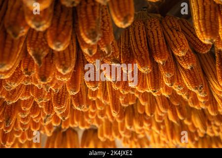 Dried corn hang on ceiling wooden pavilion after date of harvest corn on a fall morning in Mu Cang Chai town, Yen Bai, Vietnam. Travel concept. Select Stock Photo