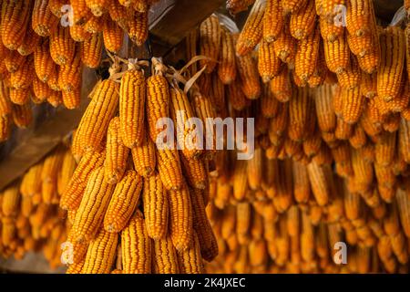 Dried corn hang on ceiling wooden pavilion after date of harvest corn on a fall morning in Mu Cang Chai town, Yen Bai, Vietnam. Travel concept. Select Stock Photo