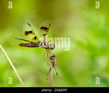 A closeup shot of a female eastern amberwing (Perithemis tenera) dragonfly Stock Photo