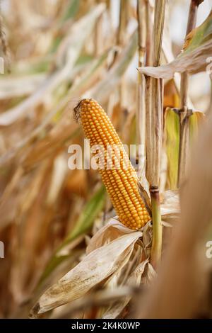 Corn cob in agricultural field. Dry maize plant before harvest Stock Photo