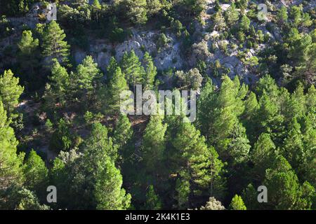 Pine forest in Teruel Province in Aragon, Spain. Stock Photo