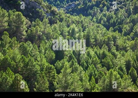 Pine forest in Teruel Province in Aragon, Spain. Stock Photo