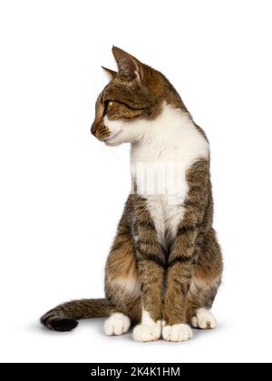 Pretty brown tabby with white  house cat, sitting up facing front. Looking side ways showing profile. Isolated on a white background. Stock Photo