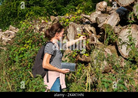 Woman picking wild blackberries. Stock Photo