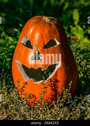 A scary spooky Halloween pumpkin head carved for Hallows' Eve in the garden Stock Photo
