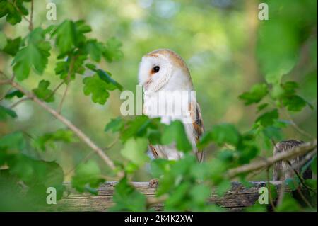 Rescued and rehabilitated barn owl (Tyto alba) perched on a leaf covered wooden fence post. Stock Photo