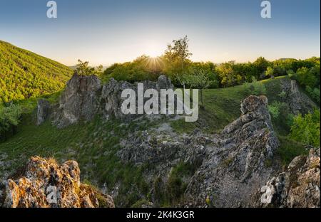 Beautiful forest in spring with bright sun shining through the trees Stock Photo