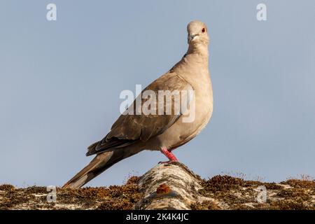 Collared Dove (Streptopelia decaocto) Sussex, UK Stock Photo