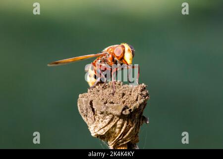 Hornet mimic hoverfly (Volucella zonaria) Sussex, UK Stock Photo