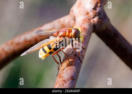 Hornet mimic hoverfly (Volucella zonaria) Sussex, UK Stock Photo
