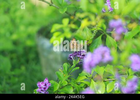 Butterfly sitting on flower and collecting pollen Stock Photo