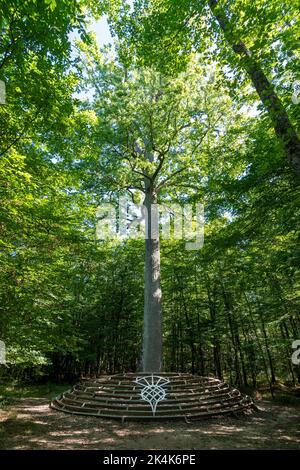 Forest of Troncais. Stebbing II remarkable oak tree, . Allier department. Auvergne Rhone Alpes. France Stock Photo