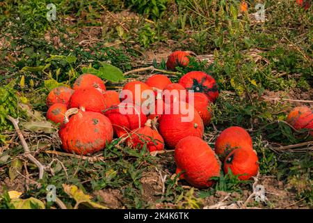 A bunch of red Hokkaidos between green leaves in autumn, Germany Stock Photo