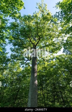 Forest of Troncais. Stebbing II remarkable oak tree, . Allier department. Auvergne Rhone Alpes. France Stock Photo