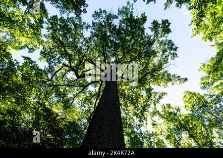 Forest of Troncais. Stebbing II remarkable oak tree, . Allier department. Auvergne Rhone Alpes. France Stock Photo