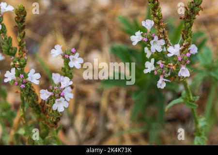 Verbena officinalis, Common vervain Plant Stock Photo