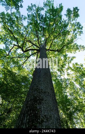 Forest of Troncais. Stebbing II remarkable oak tree, . Allier department. Auvergne Rhone Alpes. France Stock Photo