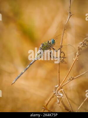 Female Orthetrum trinacria, Long Skimmer dragonfly in dry bush, Andalucia, Spain. Stock Photo