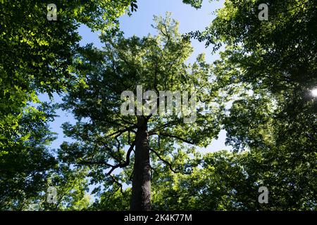 Forest of Troncais. Stebbing II remarkable oak tree, . Allier department. Auvergne Rhone Alpes. France Stock Photo