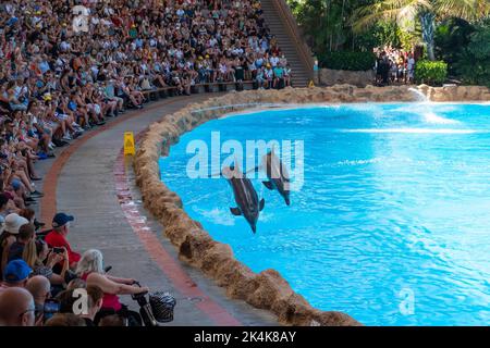 Tenerife, Spain - August, 2022: Dolphin show at Loro Parque in Tenerife