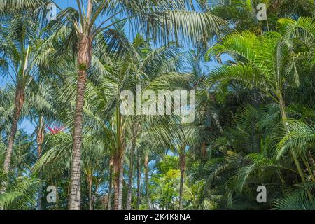 palm trees, jungle landscape, Stock Photo